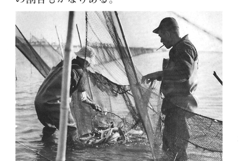 昭和30年頃の栄楽屋前の立干し網漁の様子