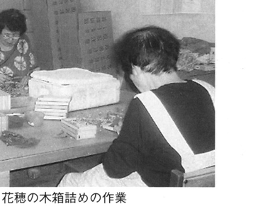 花穂を木箱に詰めている作業風景