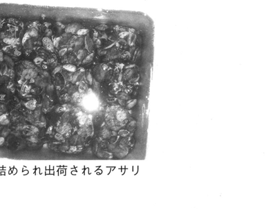 袋詰めされた出荷前のアサリ